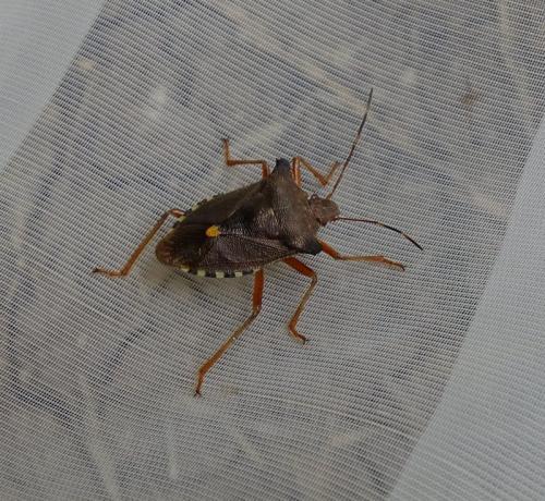 Pentatoma rufipes